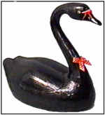 swan_black1.jpg (29768 bytes)